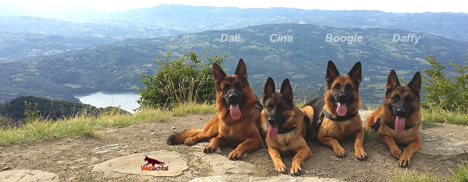 immagine pastori tedeschi webachtal