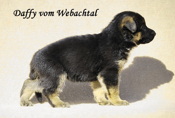 Daffy vom Webachtal