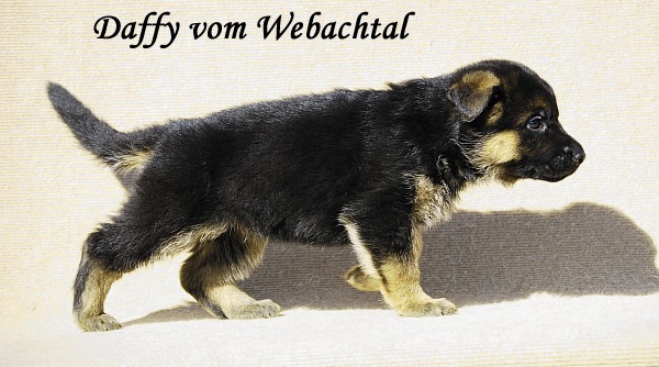 Daffy vom Webachtal