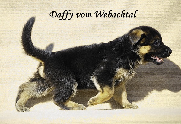 Daffy vom Webachtal