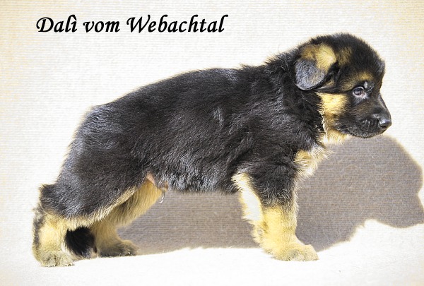 Dalì vom Webachtal