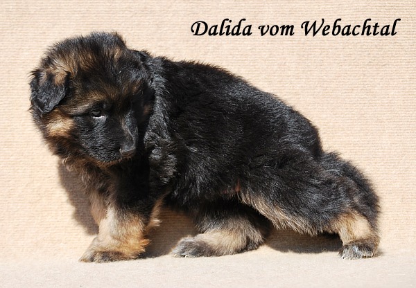 Dalida vom Webachtal