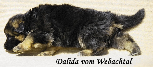 Dalida vom Webachtal