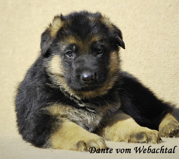 Dante vom Webachtal