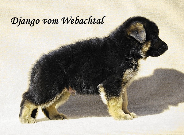 Django vom Webachtal