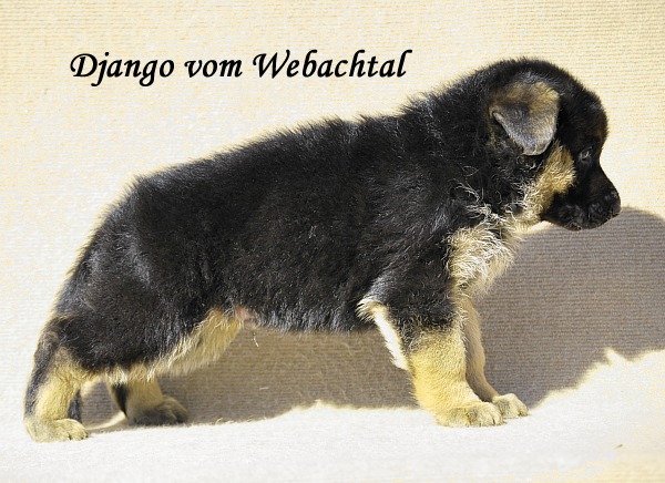Django vom Webachtal