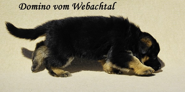 Domino vom Webachtal