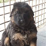 Cuccioli Pastore Tedesco Pelo Lungo Femmina