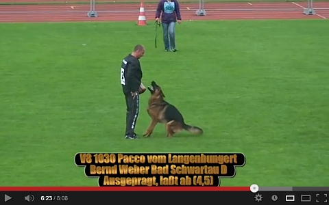 Pacco vom Langenbungert Video