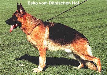 esko-vom-daenischen-hof