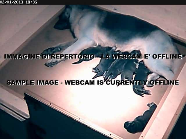 puppy-webcam