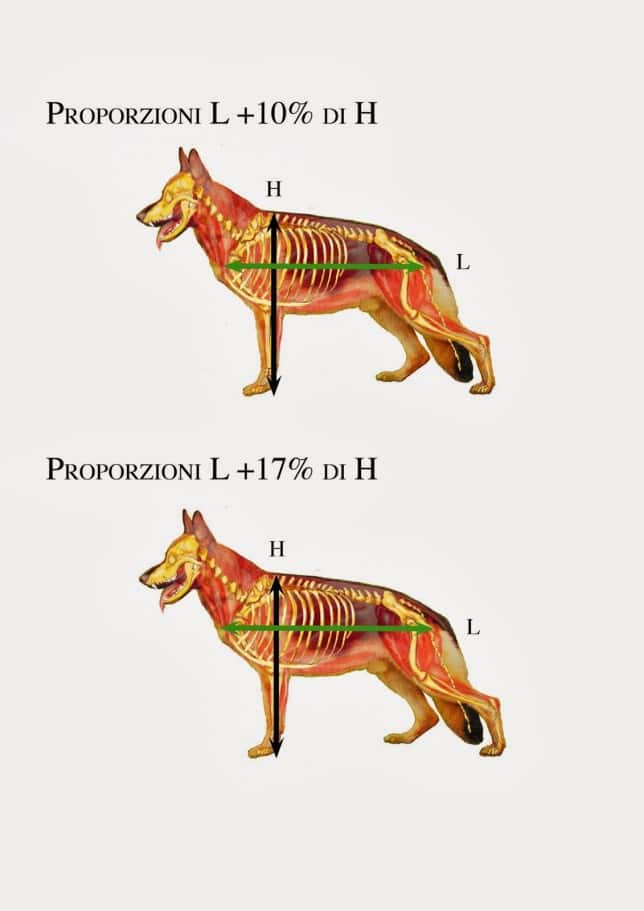 Le proporzioni