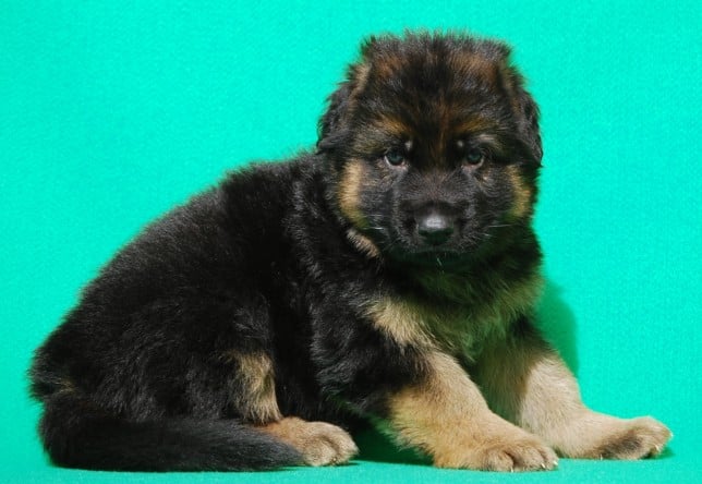 cucciolo-pastore-tedesco-pelo-lungo-webachtal-01