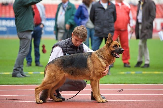 Zeta di Castel Ruggero (figlia di Dalì vom Webachtal ovviamente) al Campionato del Mondo (Siegerschau) Norimberga 2019