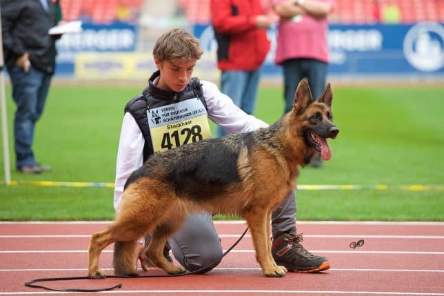 Flora Casa Soder (figlia di Dalì ovviamente) al Campionato del Mondo (Siegerschau) Norimberga 2019